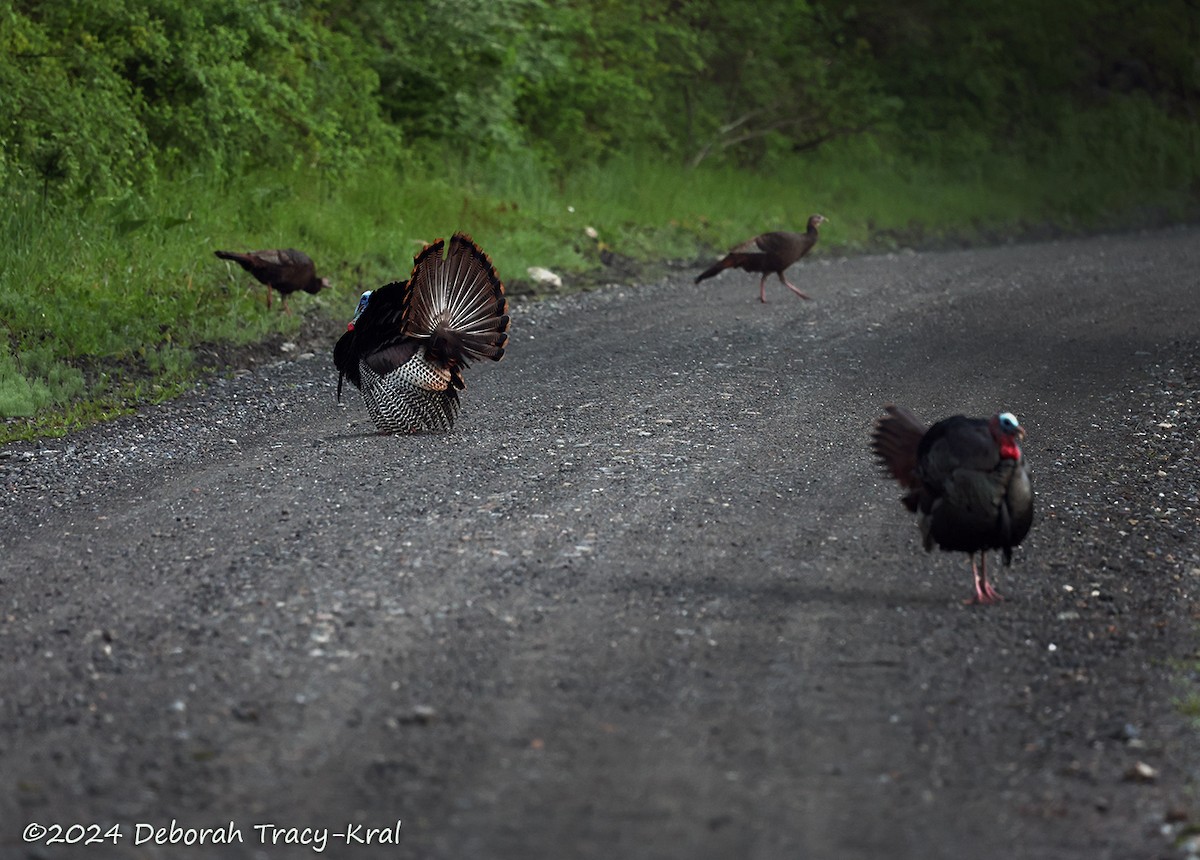 Wild Turkey - Deborah Kral