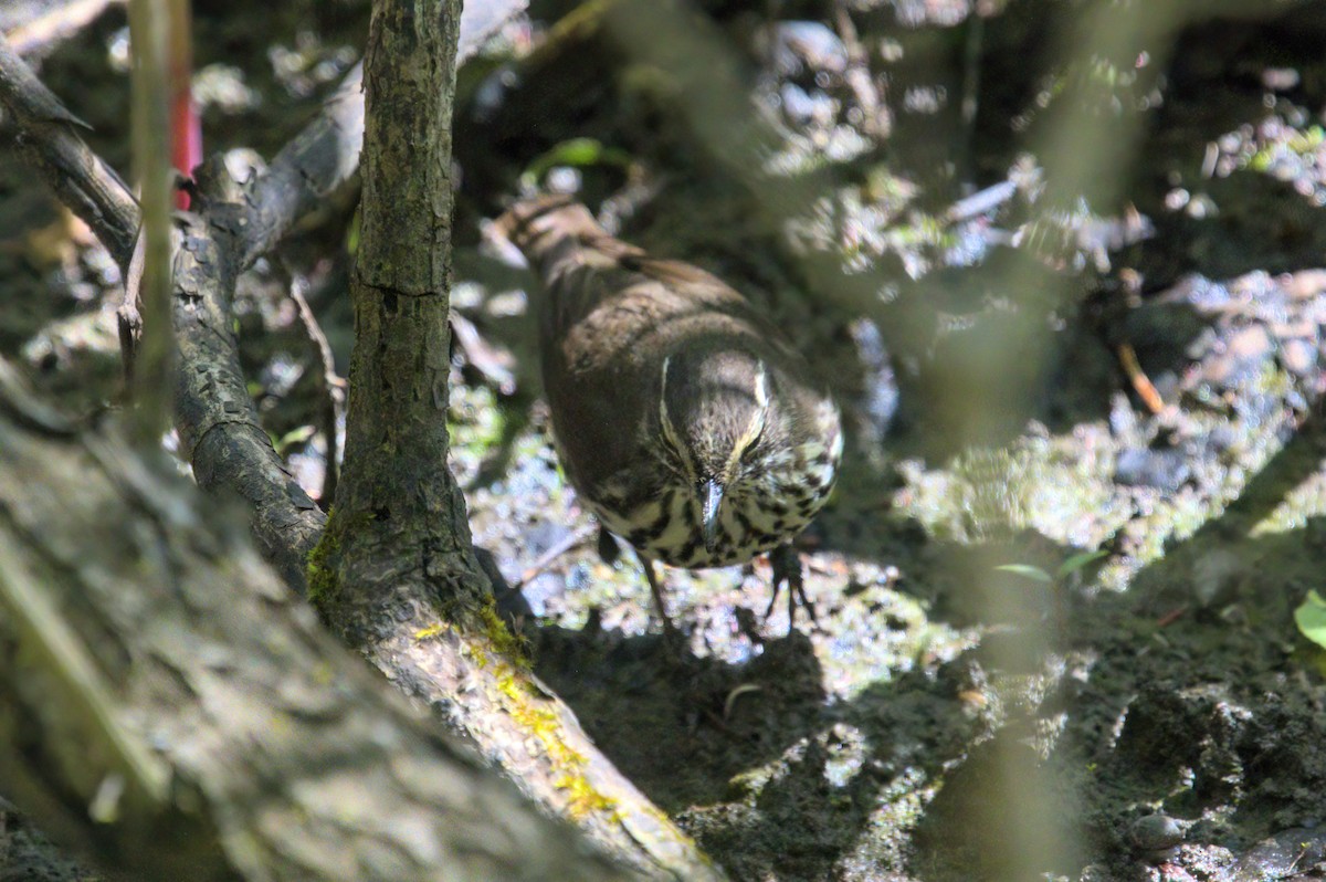 Northern Waterthrush - ML618820251