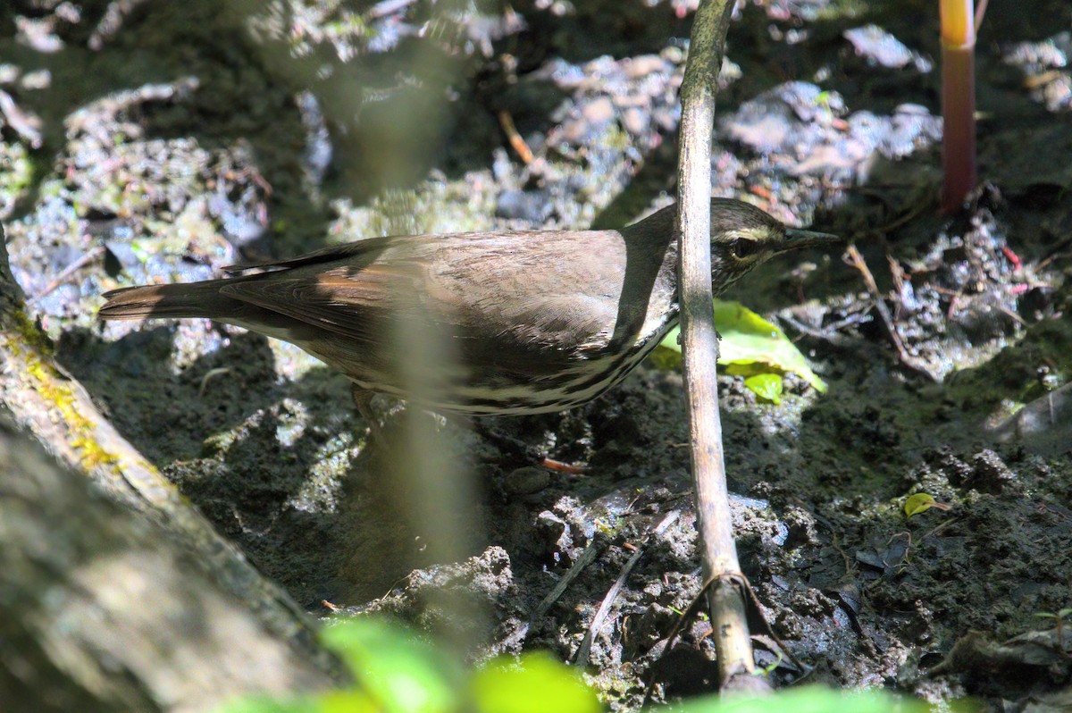 Northern Waterthrush - Zach Kemp