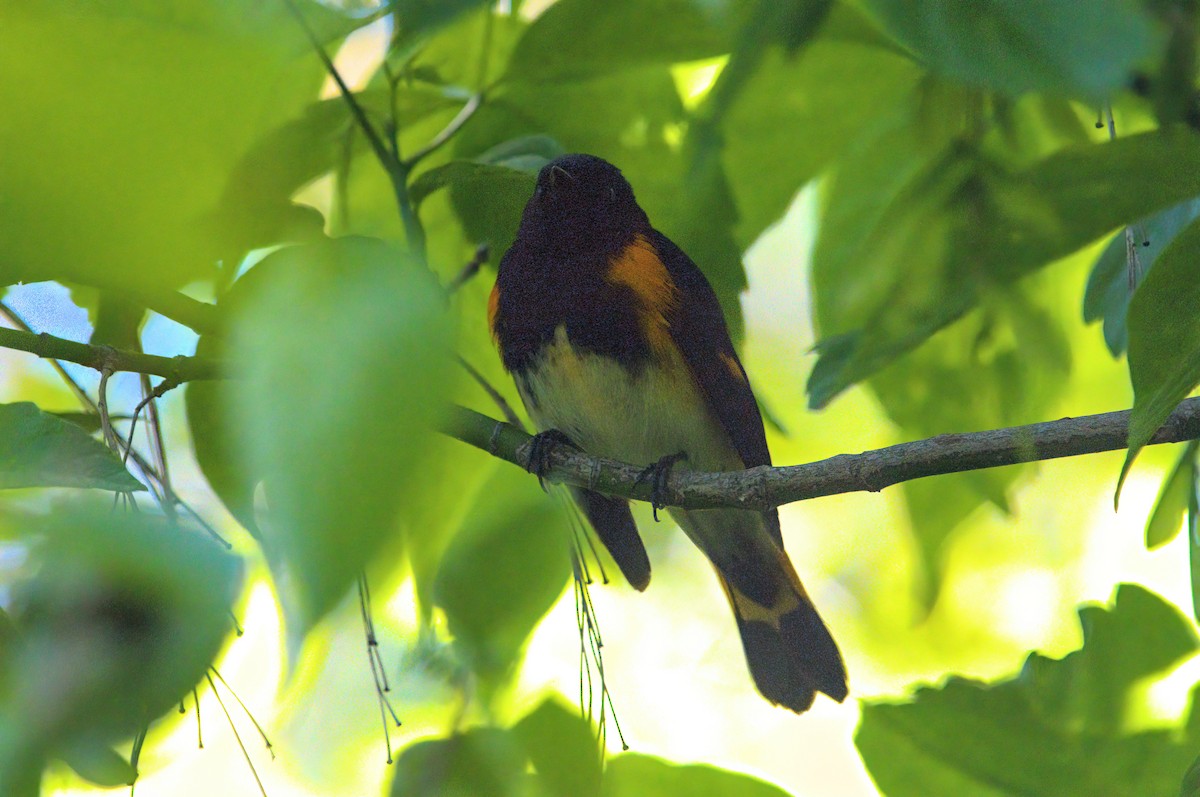 American Redstart - Zach Kemp