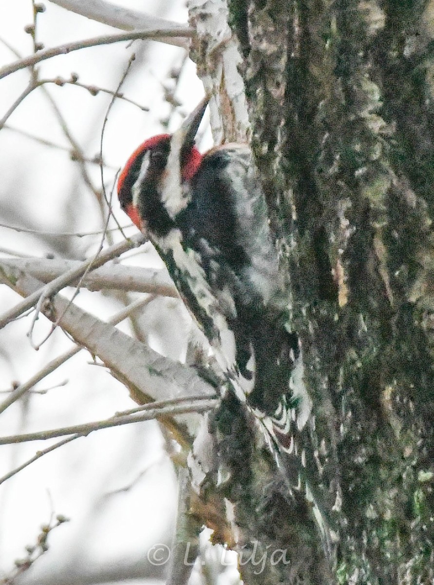 Red-naped Sapsucker - Lorri Lilja