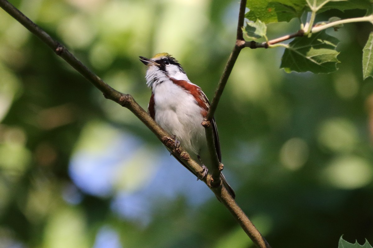 Chestnut-sided Warbler - Kenny Benge