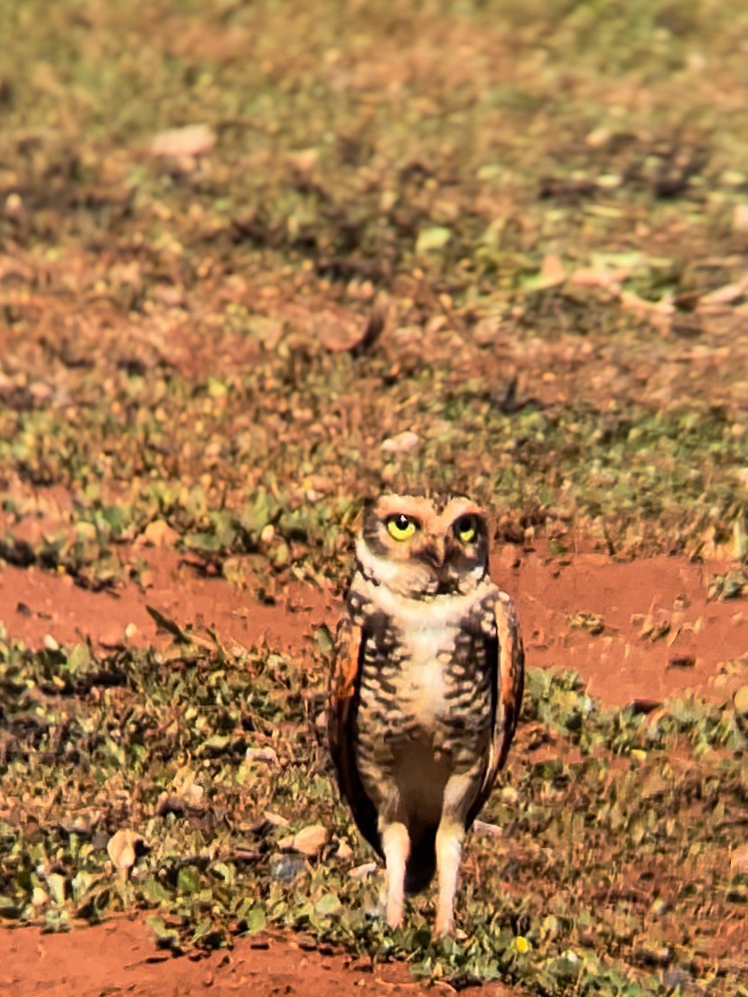 Burrowing Owl - Julice Aristides