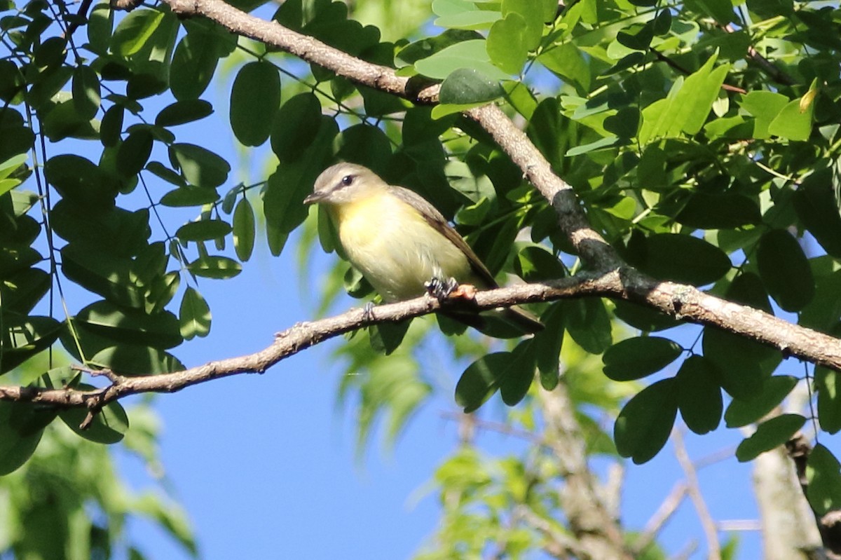 Philadelphia Vireo - Kenny Benge