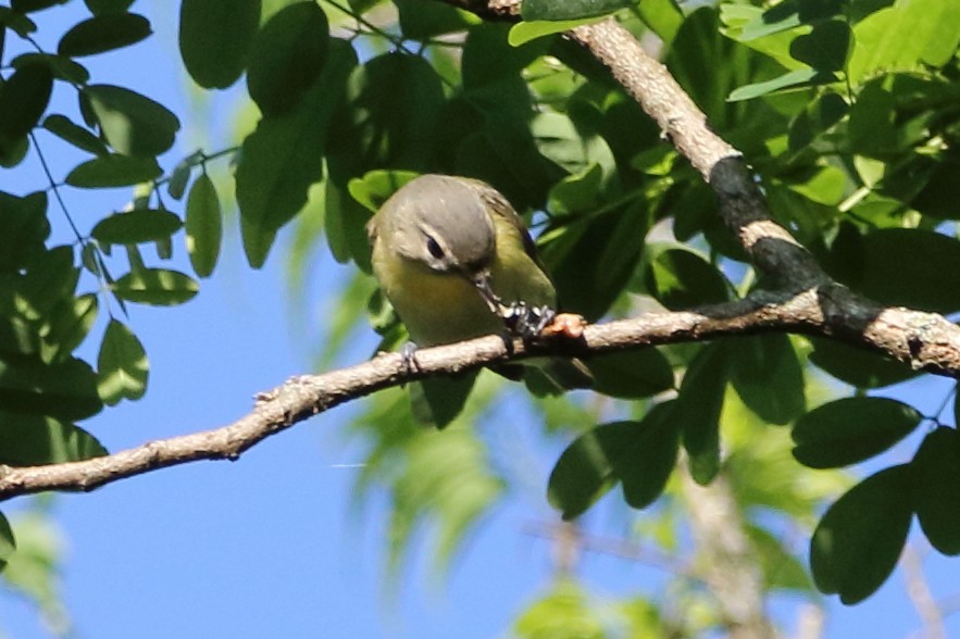 Philadelphia Vireo - Kenny Benge