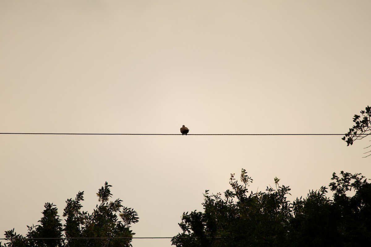 Eurasian Collared-Dove - Isaiah Erven