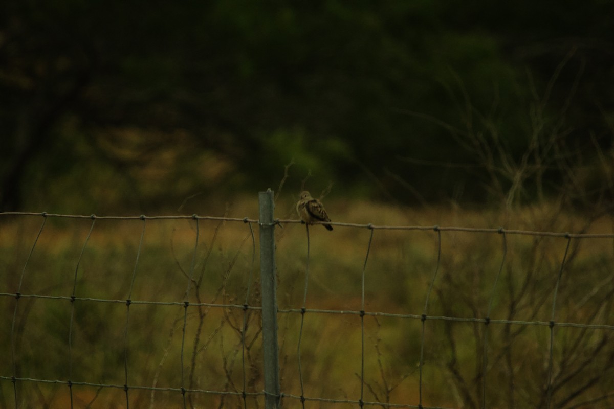 Eurasian Collared-Dove - Isaiah Erven