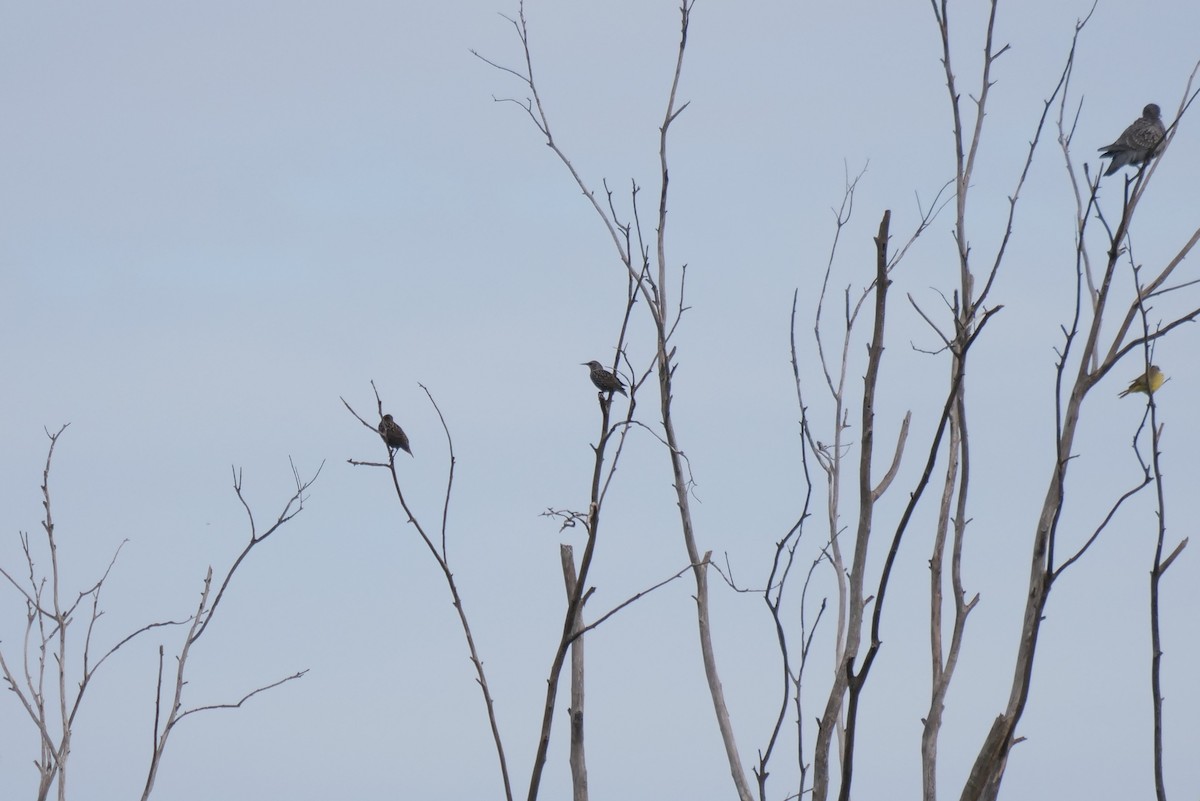 European Starling - Gustavo Durán