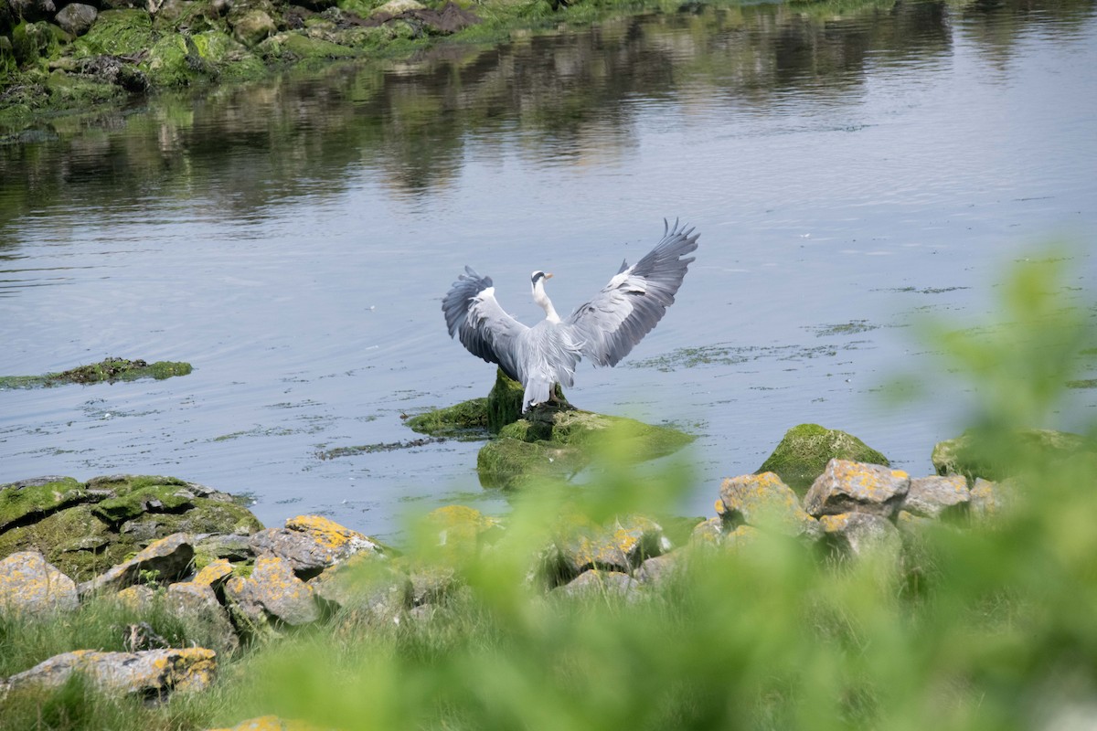 Gray Heron - Guido Van den Troost