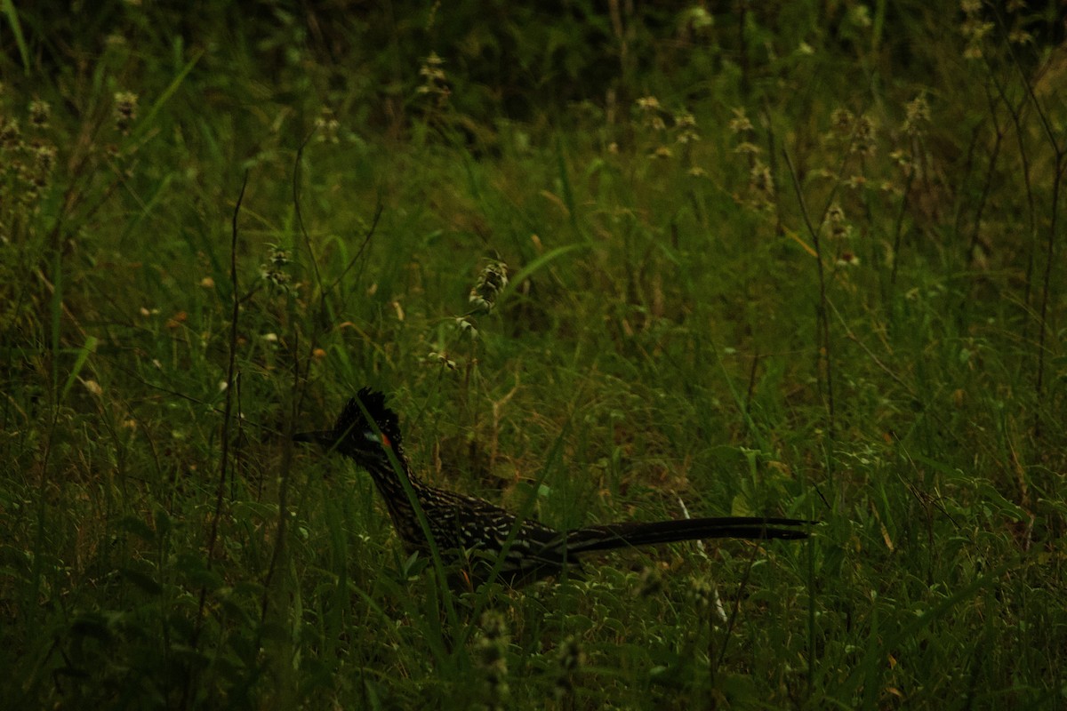 Greater Roadrunner - Isaiah Erven