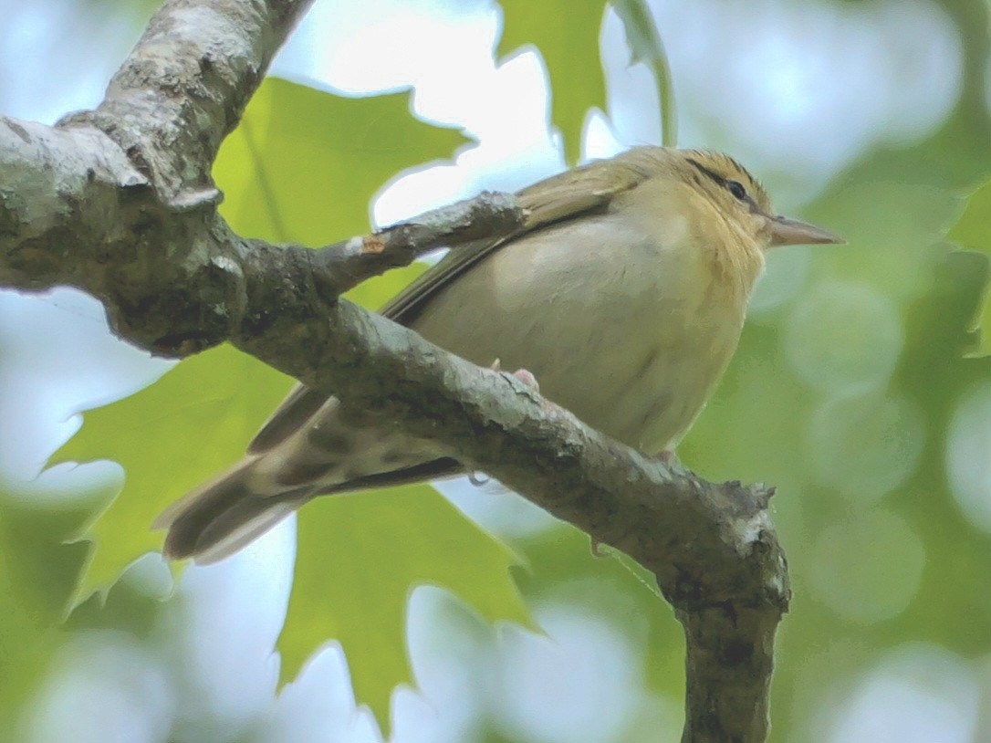 Worm-eating Warbler - Roger Horn