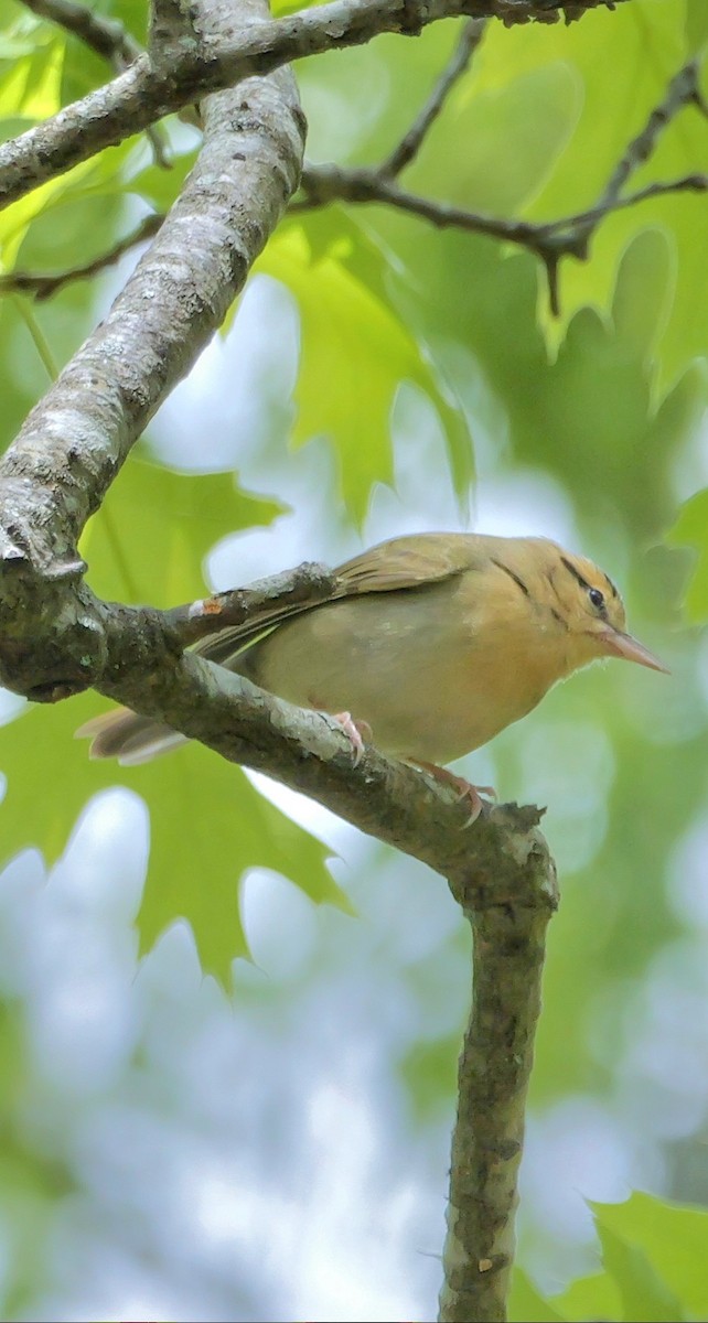 Worm-eating Warbler - Roger Horn