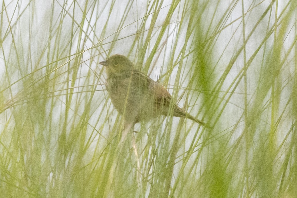 Little Bunting - Debankur  Biswas