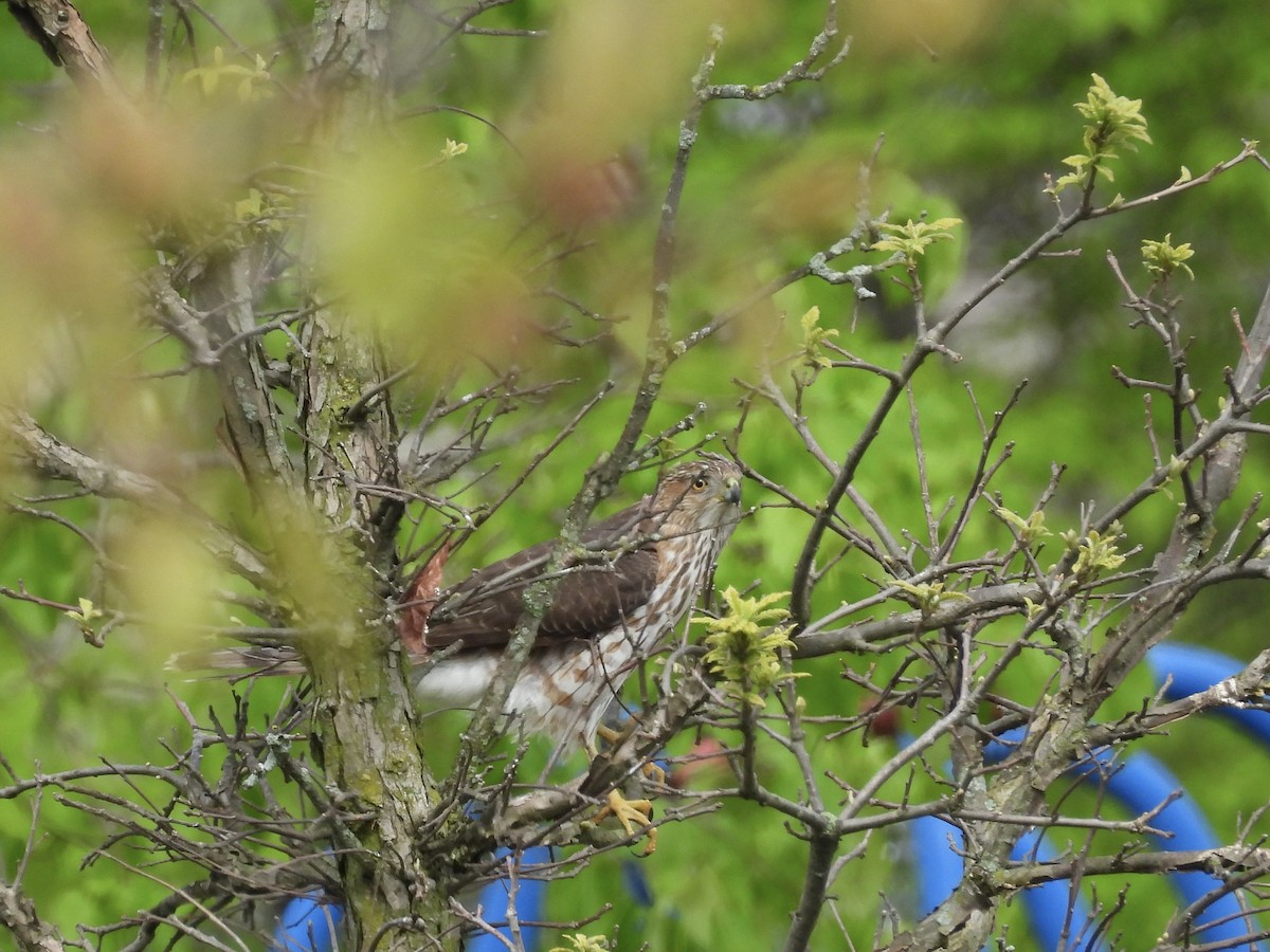 Cooper's Hawk - ML618820346