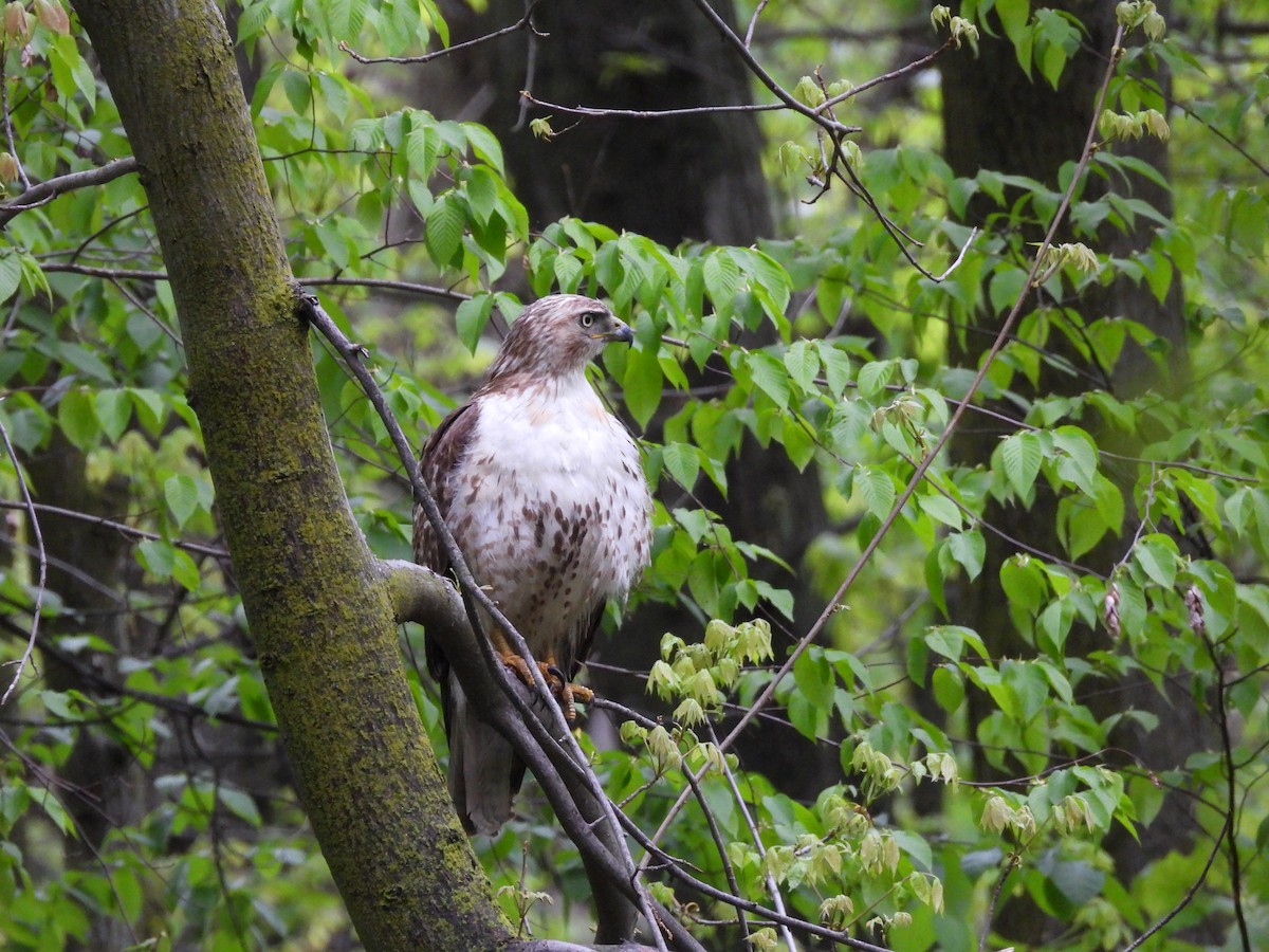 Red-tailed Hawk - ML618820354