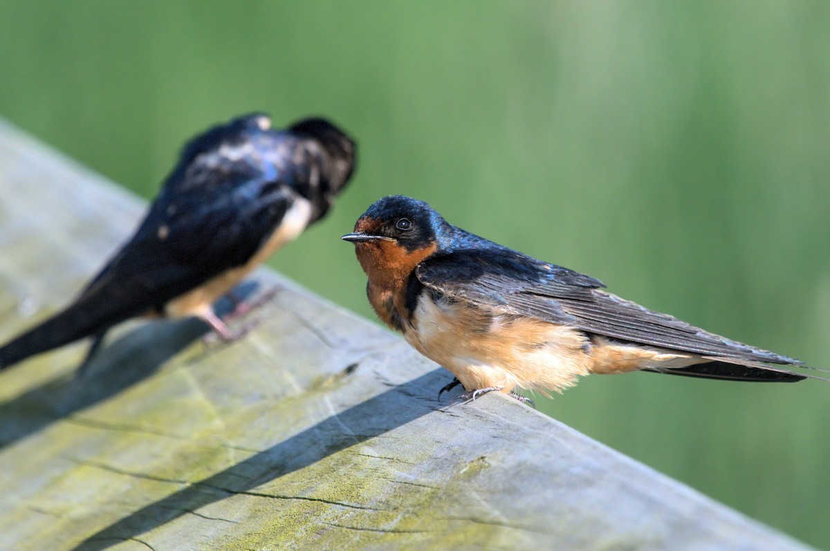 Barn Swallow - Zach Kemp