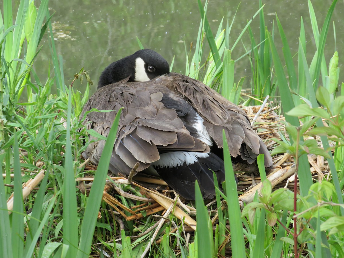 Canada Goose - Brianna Hitchcock