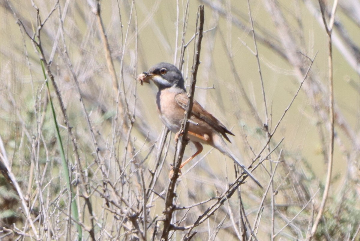 Spectacled Warbler - ML618820375