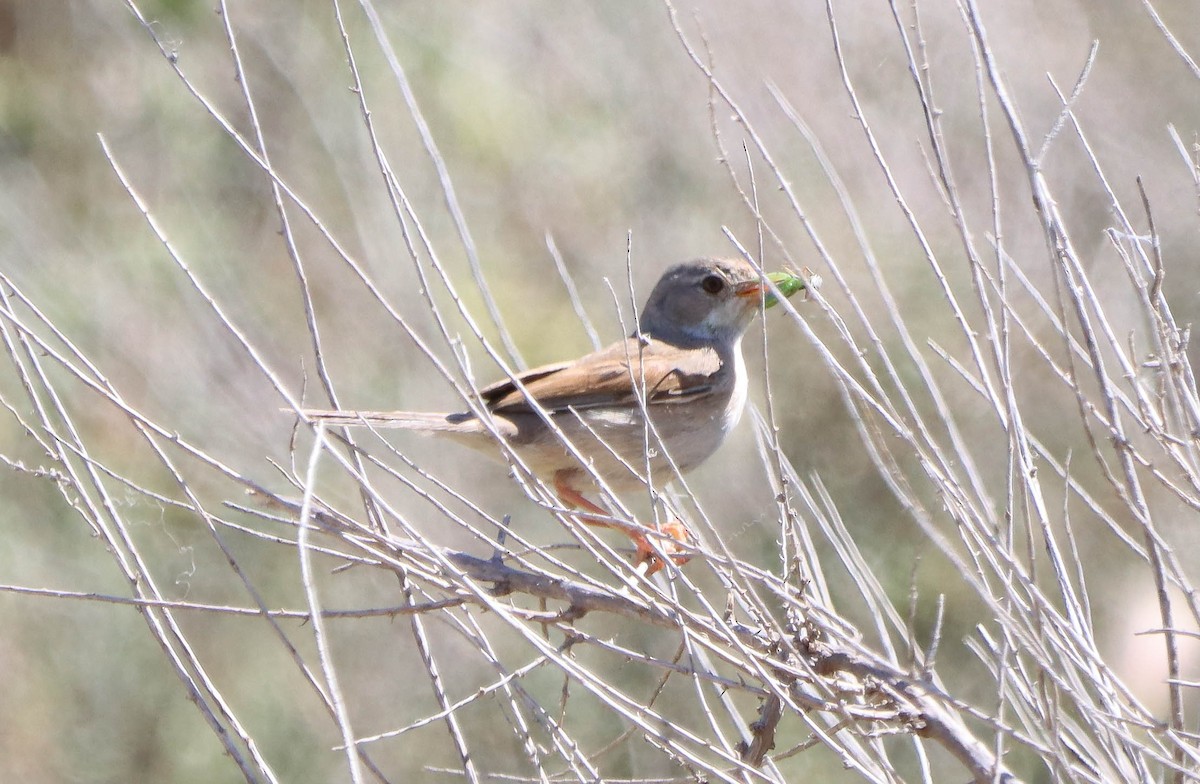 Spectacled Warbler - ML618820377