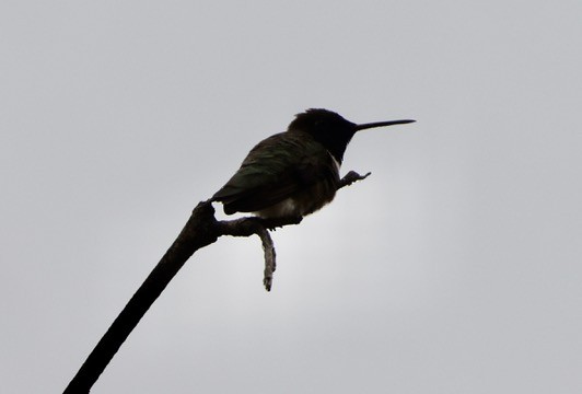 Black-chinned Hummingbird - ML618820380