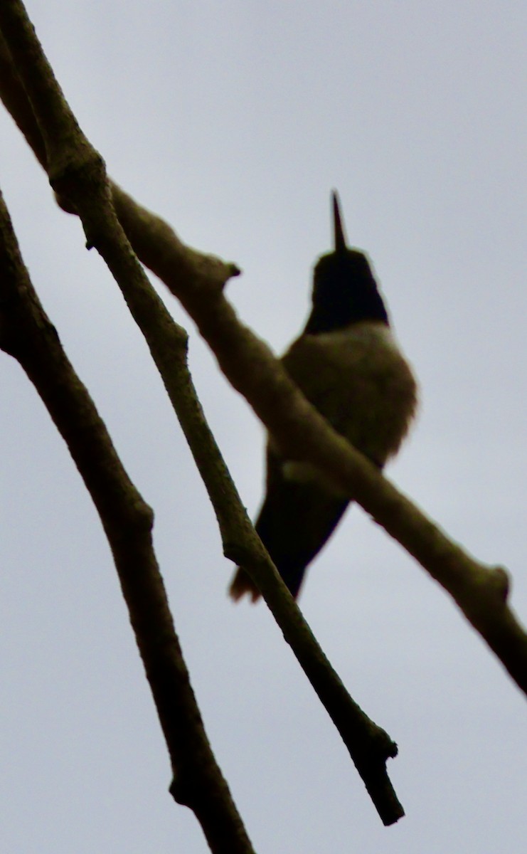 Black-chinned Hummingbird - ML618820381