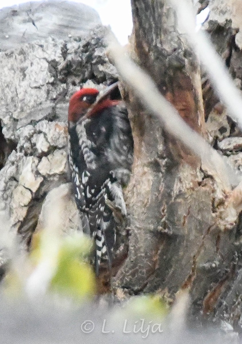 Red-breasted Sapsucker - Lorri Lilja