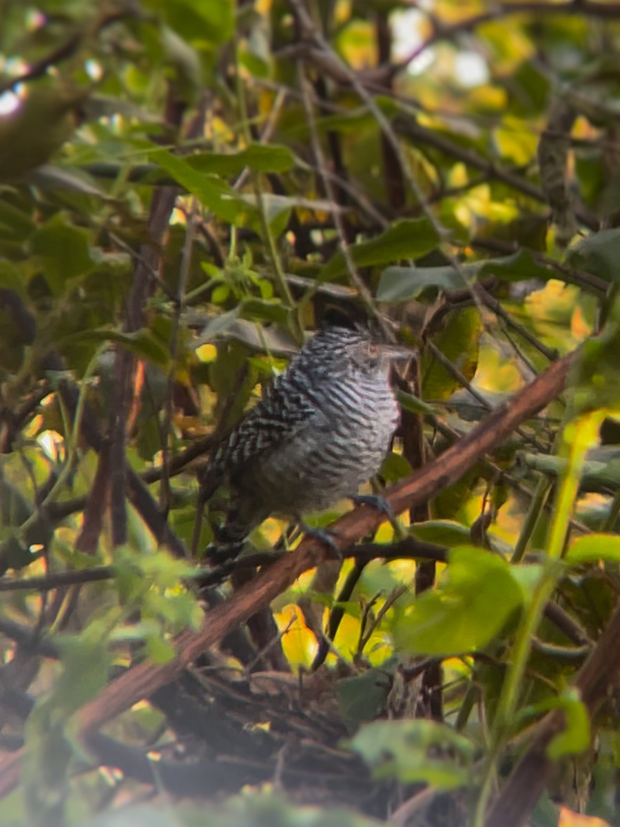 Barred Antshrike - Julice Aristides