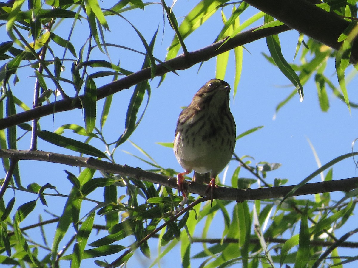 Savannah Sparrow - Amy West