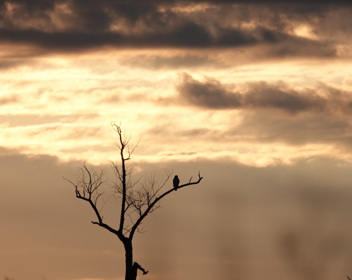 Red-tailed Hawk - Peter Blancher