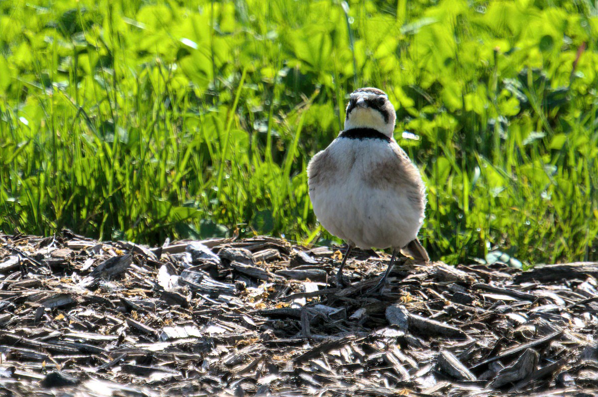 Horned Lark - Zach Kemp