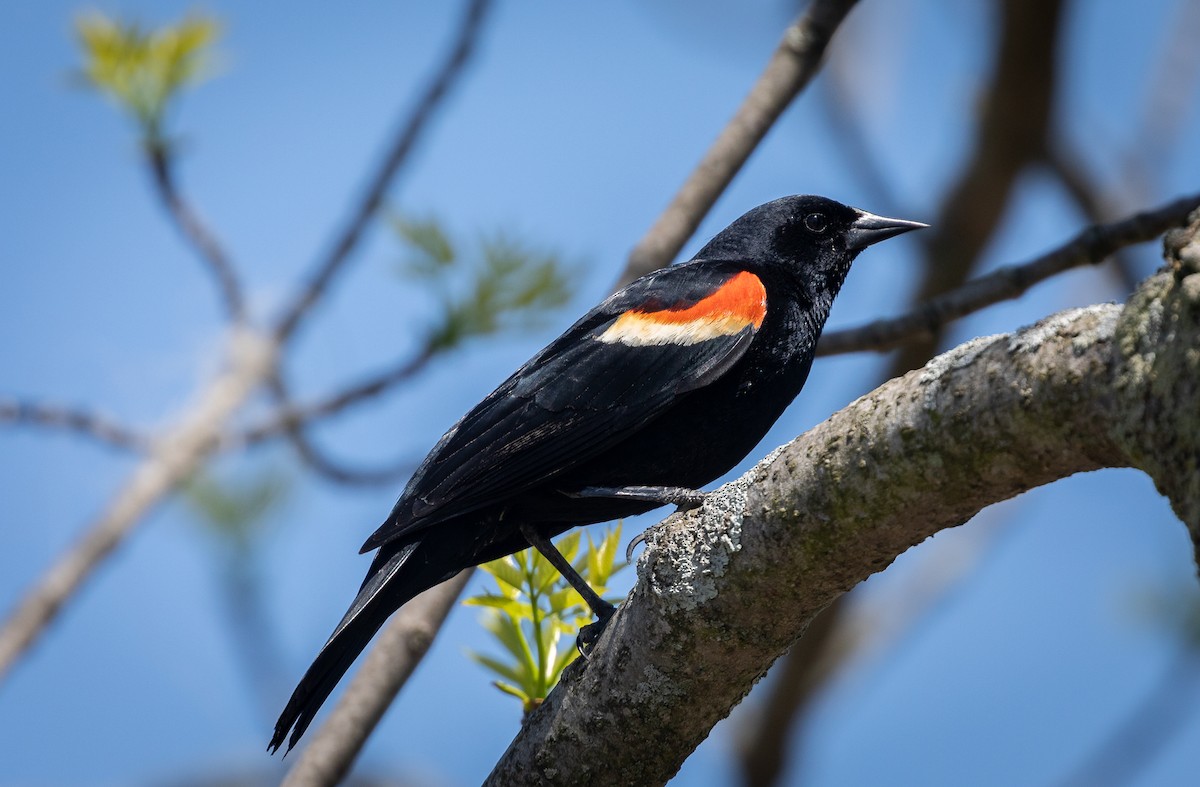 Red-winged Blackbird - Robert Reed