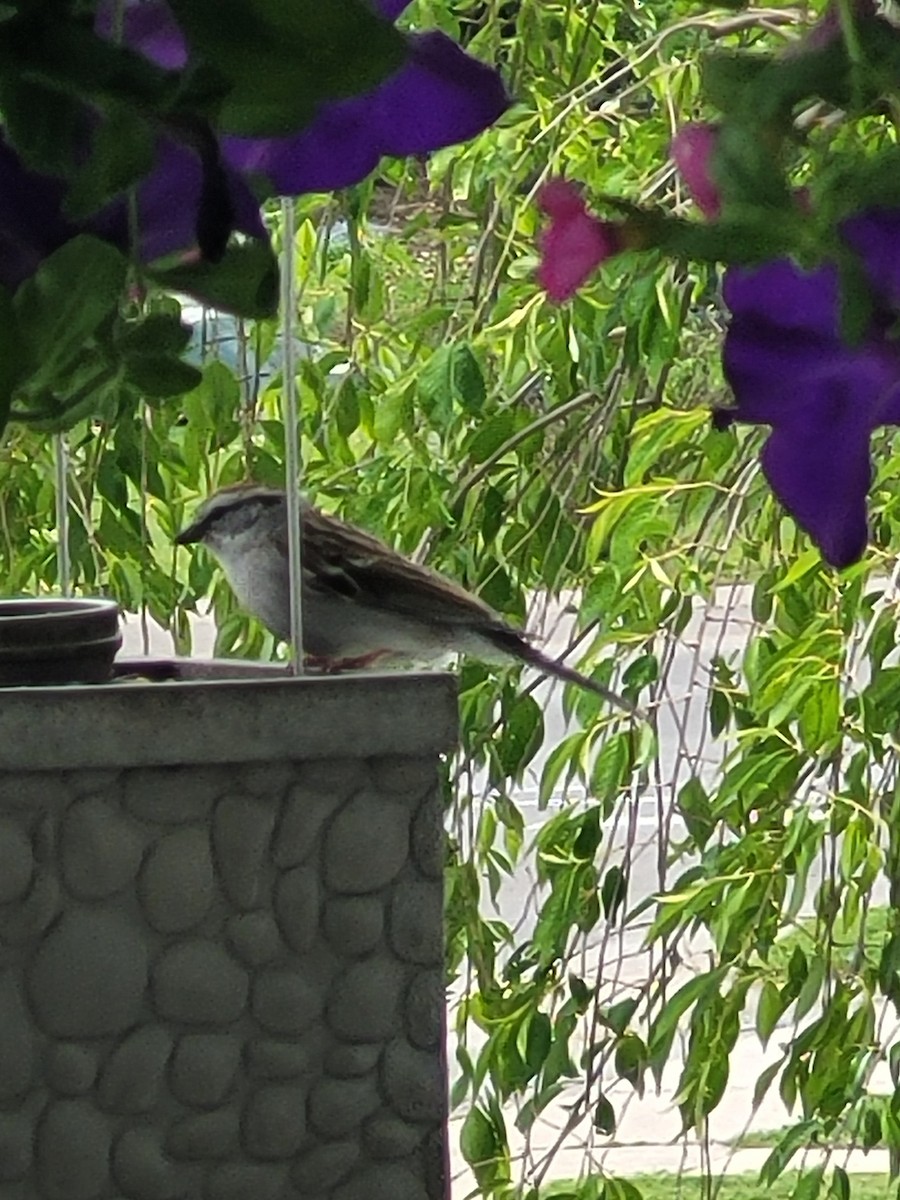 Chipping Sparrow - Matthew Howard