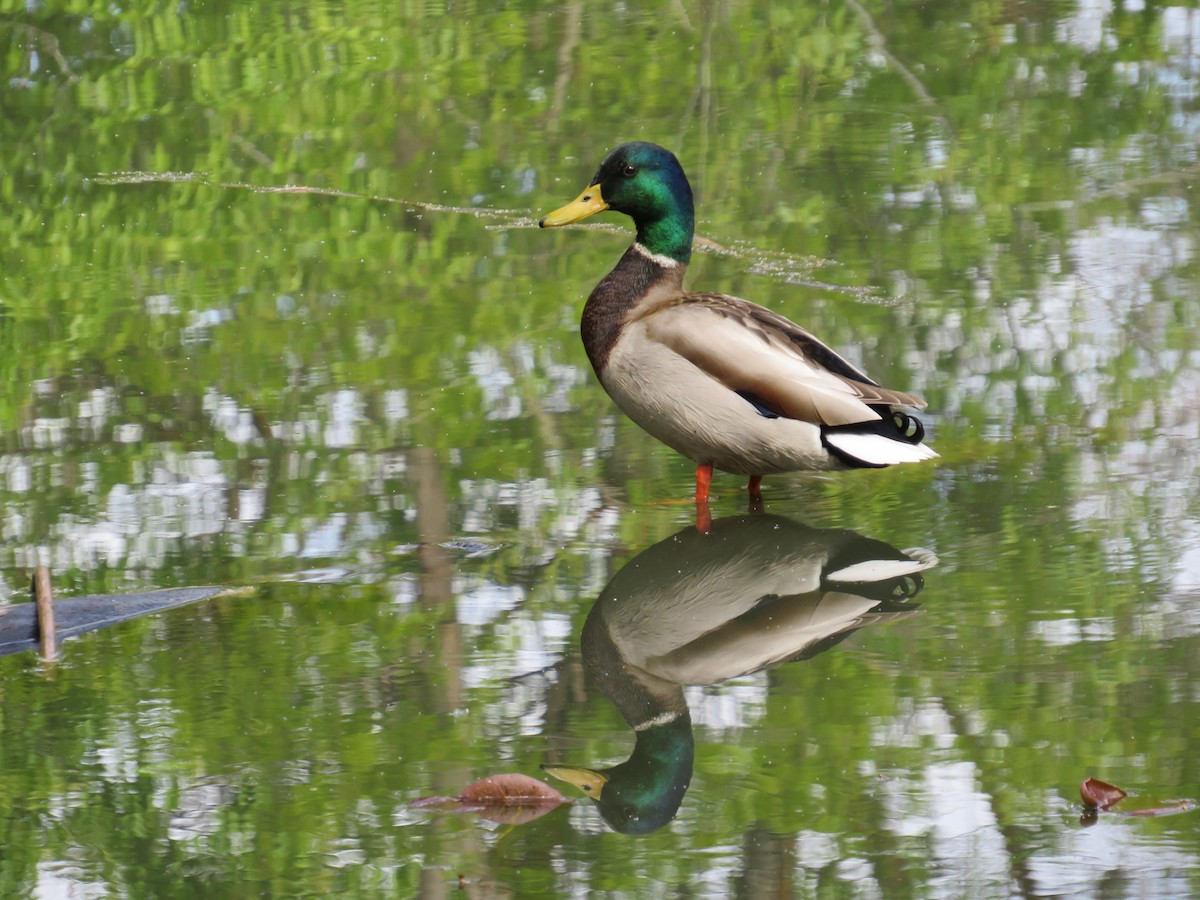 Mallard - Brianna Hitchcock