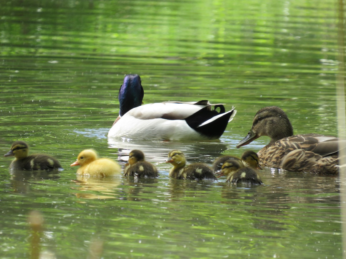 Mallard - Brianna Hitchcock