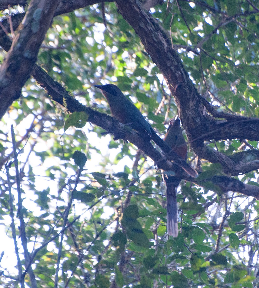 Rufous-capped Motmot - ML618820418