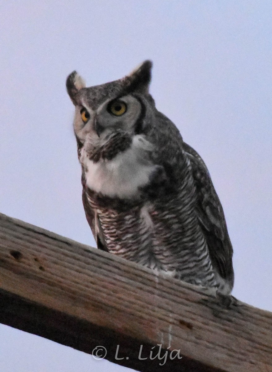 Great Horned Owl - Lorri Lilja