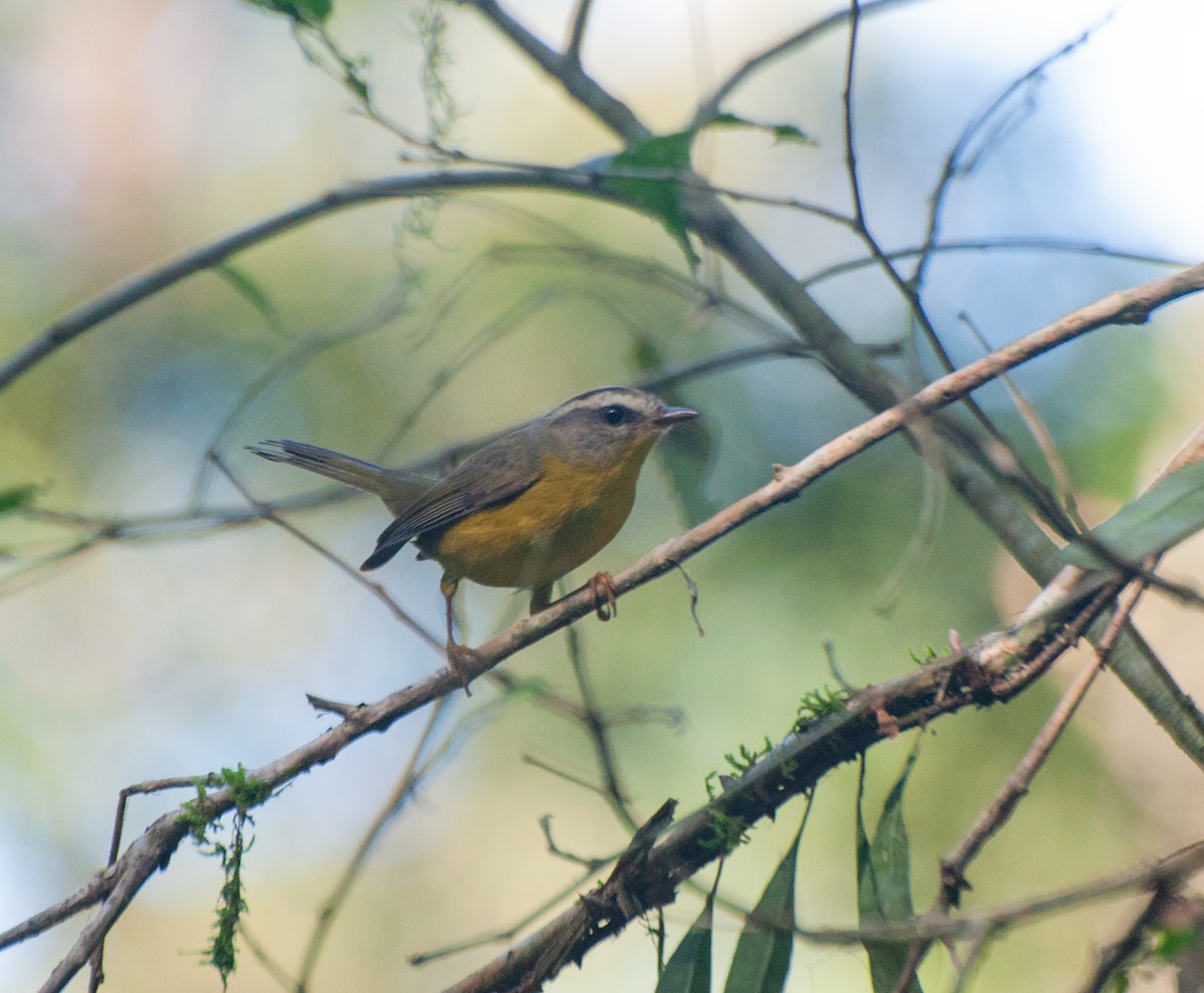 Golden-crowned Warbler - Alan Hentz