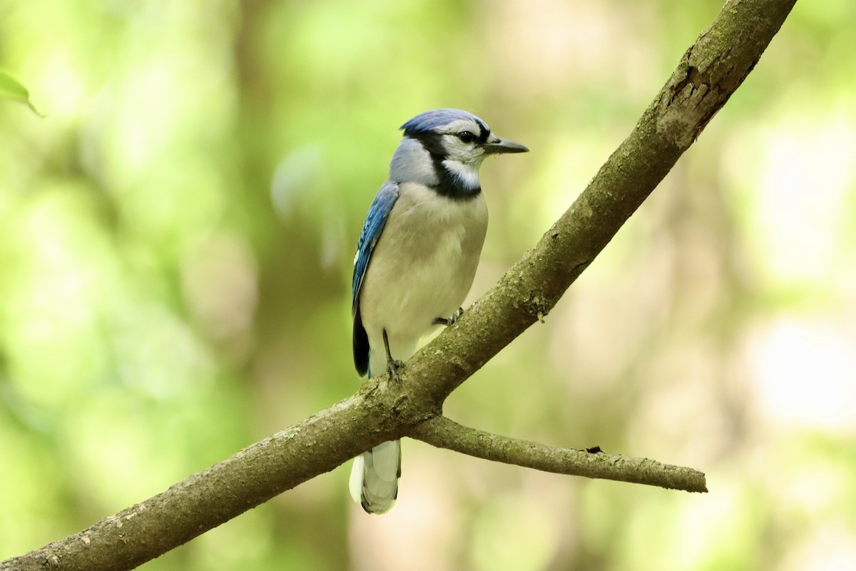 Blue Jay - ML618820440