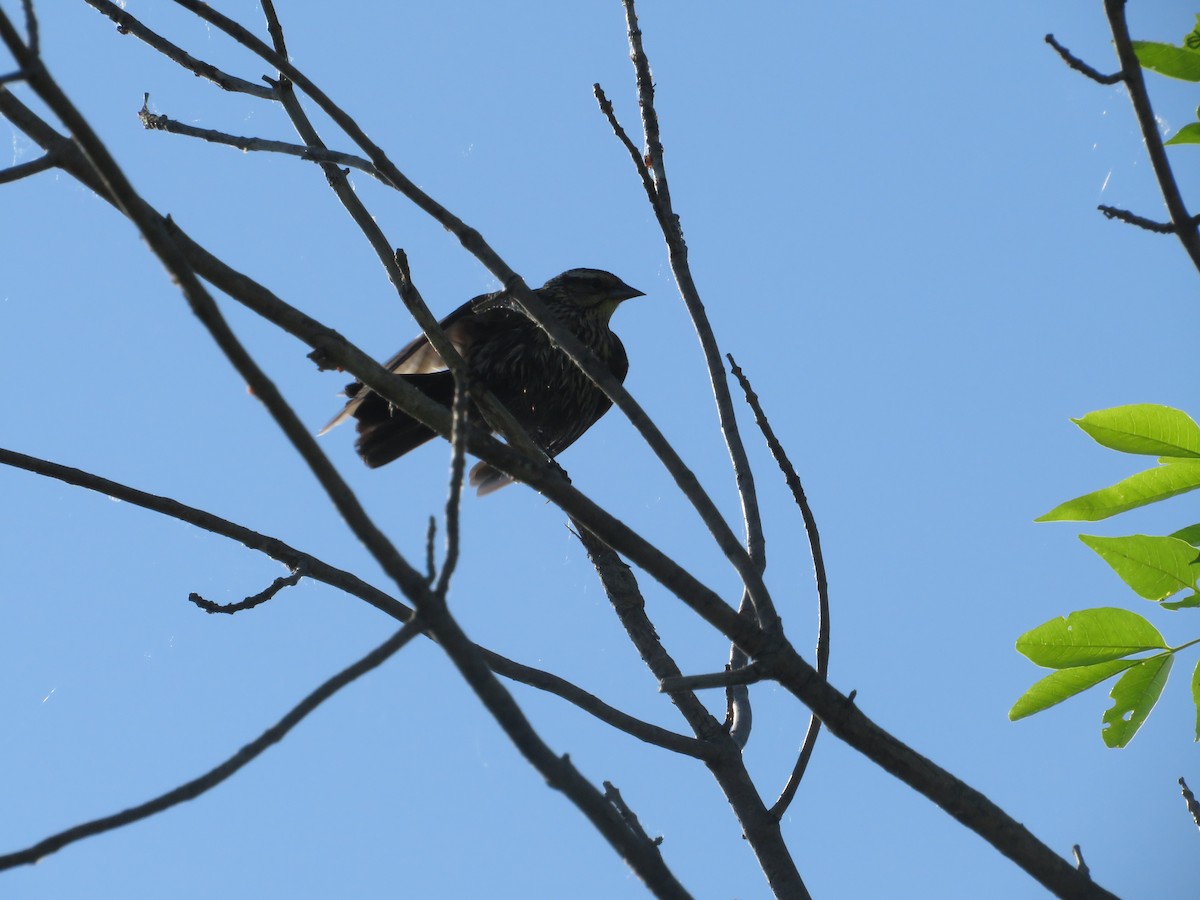 Red-winged Blackbird - Amy West