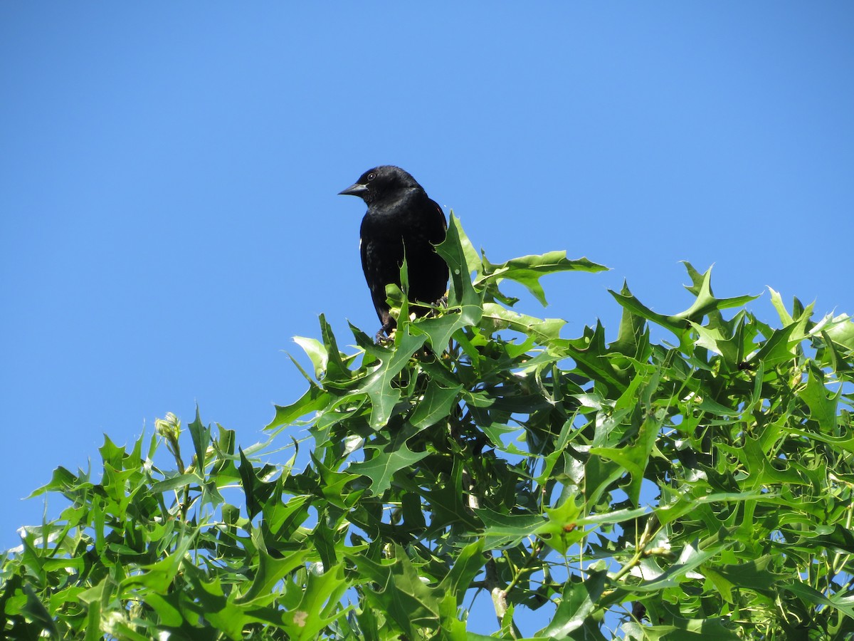 Red-winged Blackbird - Amy West