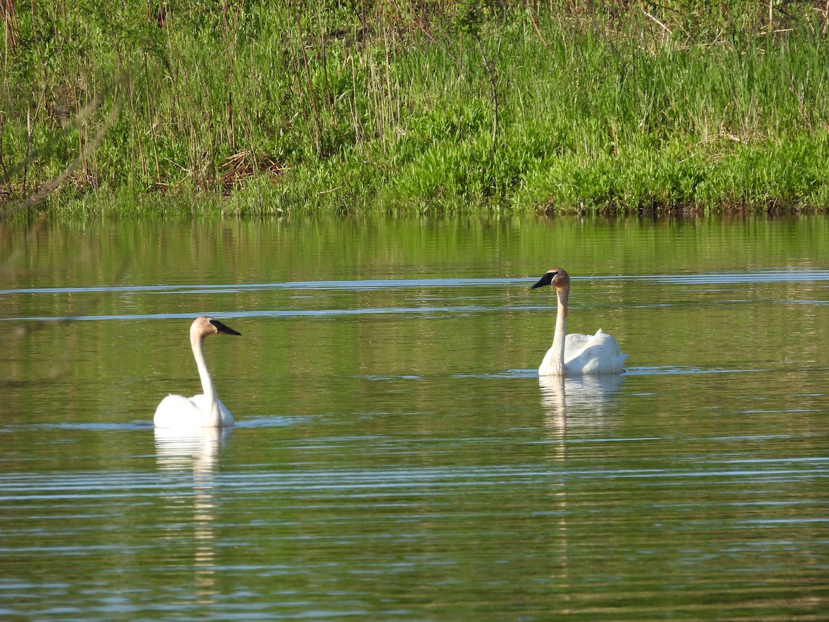 Trumpeter Swan - KL Garlock