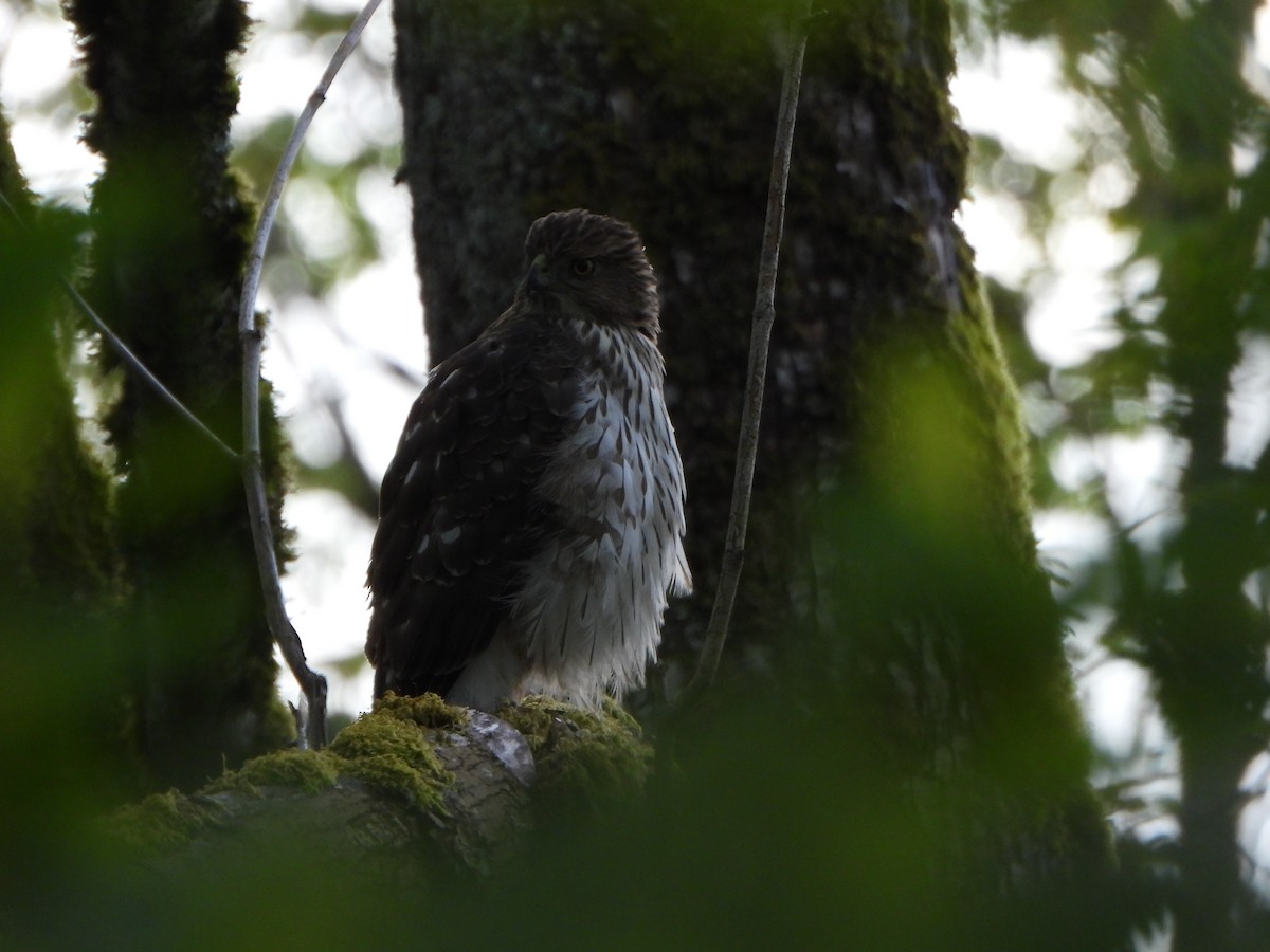 Cooper's Hawk - Peter Thompson