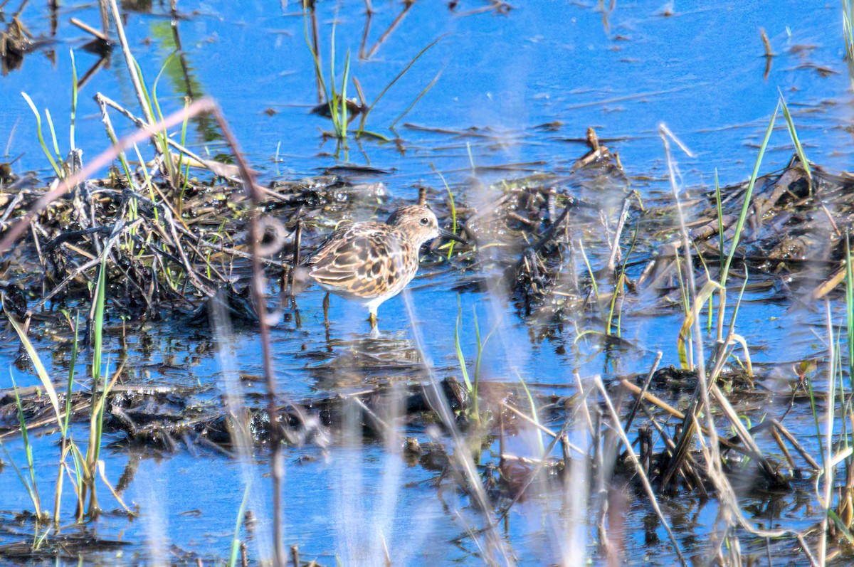 Least Sandpiper - Zach Kemp