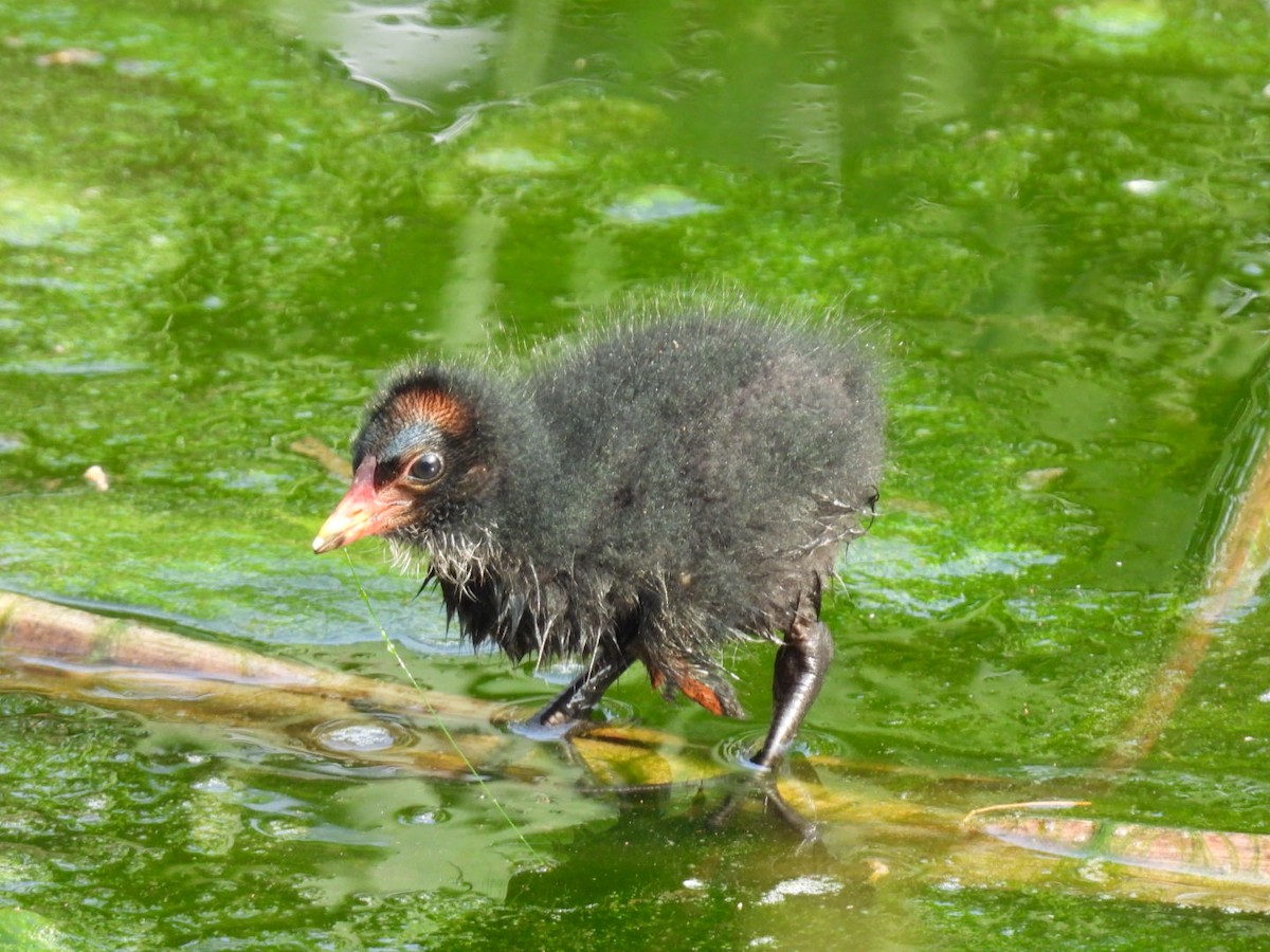 Eurasian Moorhen - Peter Middleton