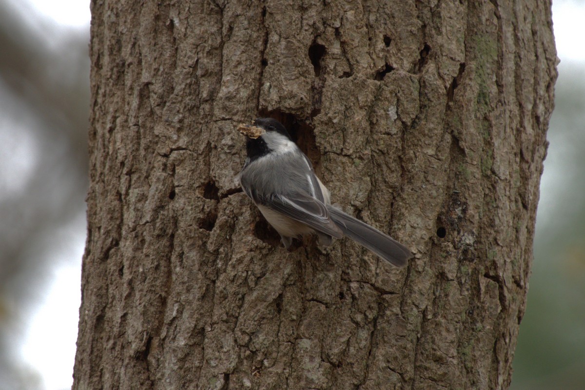 Black-capped Chickadee - Ryan Hale