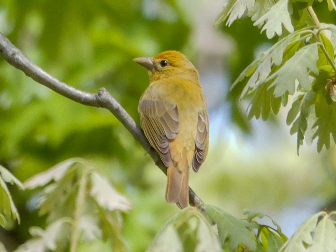 Summer Tanager - Roger Horn