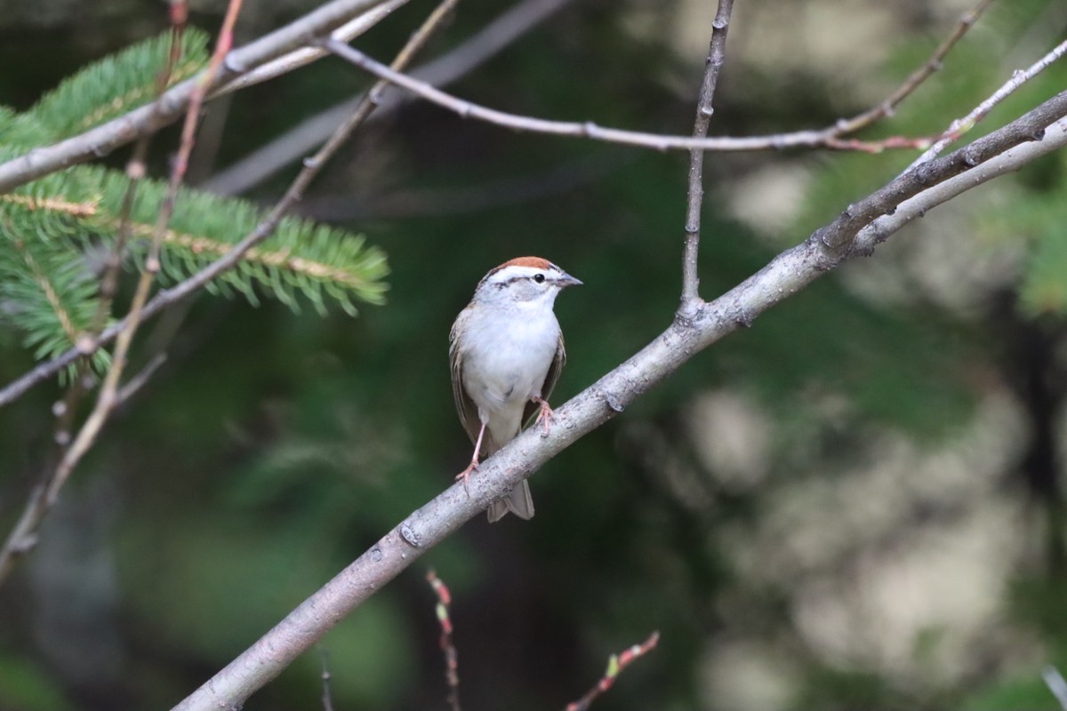 Chipping Sparrow - Lorraine Couture