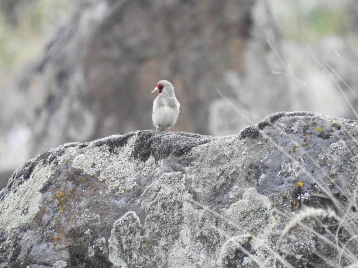 European Goldfinch - ML618820509