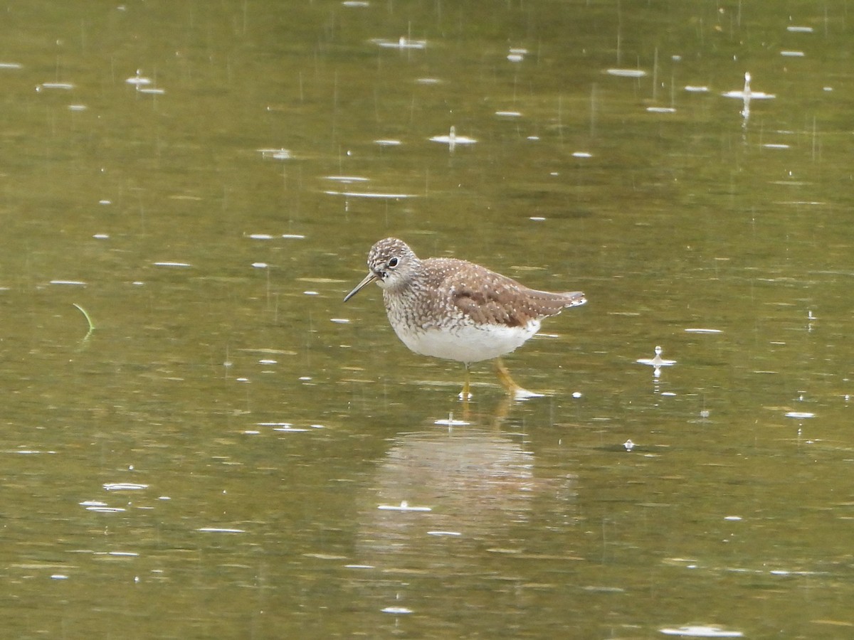 Solitary Sandpiper - ML618820510