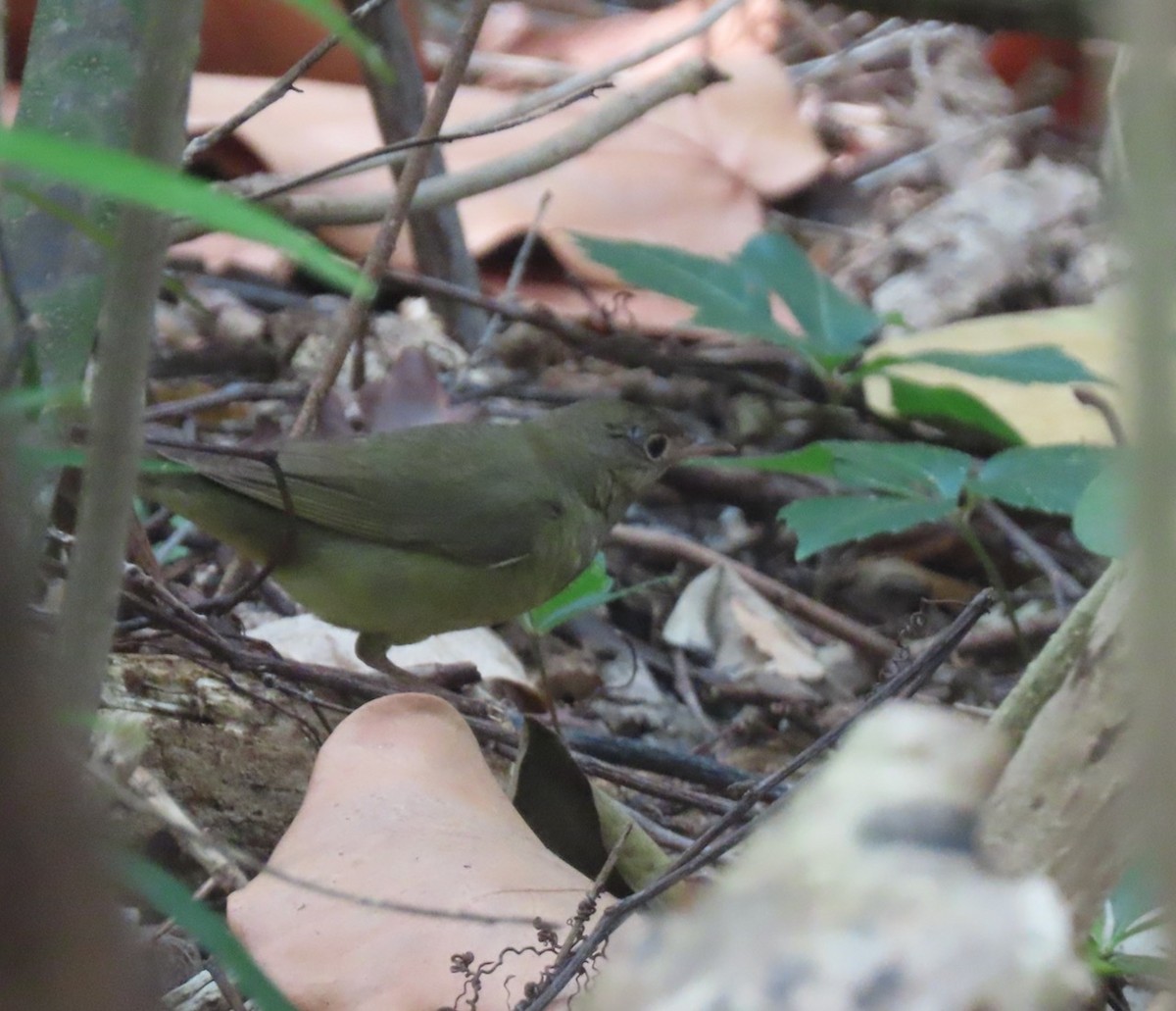 Connecticut Warbler - Gael Silverblatt